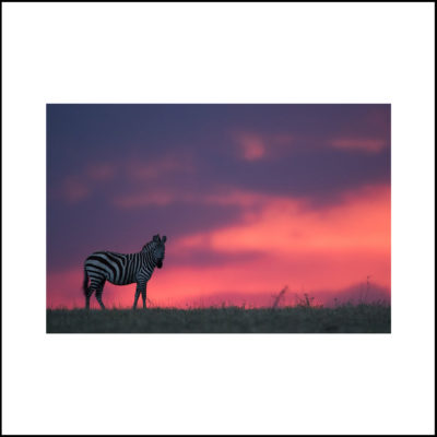 Zebra on canvas